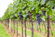 Comissão vitivinícola prevê mais produção de vinho e alta qualidade no Alentejo
