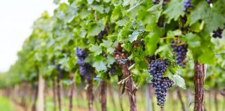 Alentejo estreia-se a norte com cerca de 150 vinhos em prova