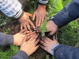 Voluntários tornam Pinhal de Negreiros mais verde
