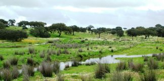 ICNF atribui subsídio de 14 mil euros a Aljustrel