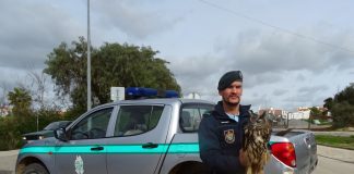 Militares da GNR recuperaram no Torrão bufo-real ferido