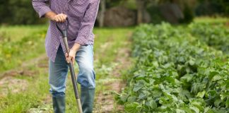 Viana do Alentejo recebe colóquio sobre apoios aos agricultores
