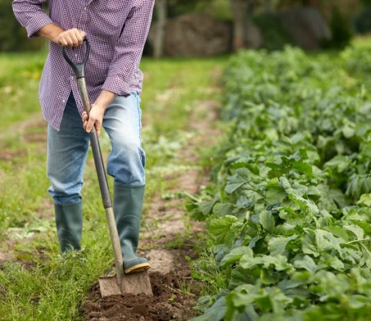 Viana do Alentejo recebe colóquio sobre apoios aos agricultores
