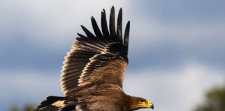 LPN alerta para envenenamento de animais selvagens no Baixo Alentejo