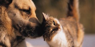 Câmara de Setúbal amplia canil municipal