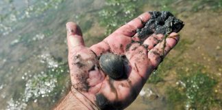 60 pessoas multadas por apanha ilegal de amêijoa em Alcochete