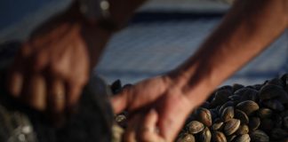 ASAE apreende duas toneladas de amêijoa num armazém ilegal em Almada