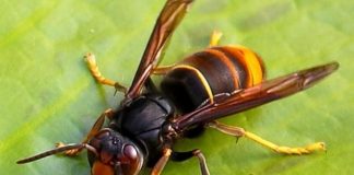 Sousel e Casa Branca recebem acções de sensibilização sobre vespa velutina