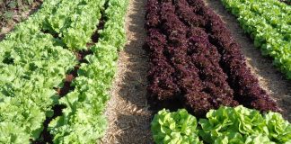 Freguesia de Santo André promove “Hortas Pedagógicas” nas escolas