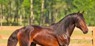 Tutela investe 1,5 milhões em Centro Interpretativo do Cavalo Alter Real