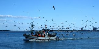 Cooperativa quer suspensão de atividade e subsídio para pescadores de Setúbal