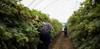 Agricultura do sudoeste alentejano mantém atividade em “pleno”