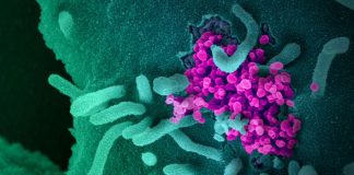 Distrito de Setúbal regista 80 infetados