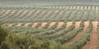 Universidade de Évora aponta medidas para gestão sustentável de olivais