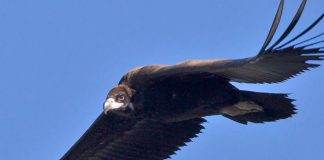 Moura saúda regresso do abutre-preto à Herdade da Contenda