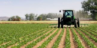 Alentejo garante quatro das 99 candidaturas ao Estatuto da Agricultura Familiar