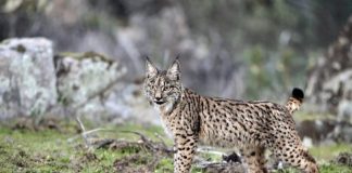 Mértola inaugura Centro de Interpretação e Observação do Lince-Ibérico