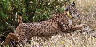 Casal libertado em Mértola sobe 109 o número de linces-ibéricos no país