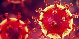 Alentejo regista 50 infetados com a doença