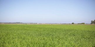 Agricultores exigem que Herdade da Comporta garanta água para a campanha