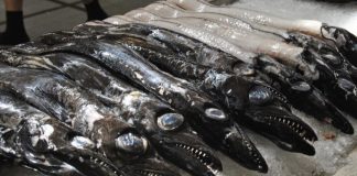 GNR apreendeu mais de oito toneladas de peixe-espada preto em Sesimbra