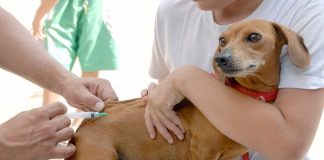 Setúbal suspende vacinação antirrábica