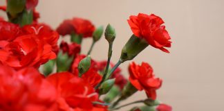 25 de Abril virtual em Alcácer do Sal