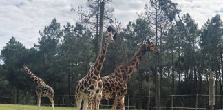 Reportagem Semmais: Incerteza paira sobre 400 animais do Badoca