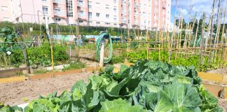 Hortelões de Setúbal ajudam carenciados