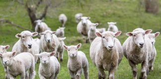 Produtores de borregos no Alentejo queixam-se que valor das vendas só cobre despesas