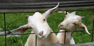 Associação de Agricultores do Sul incentiva à continuidade da produção