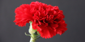 Setúbal comemora 25 de Abril online