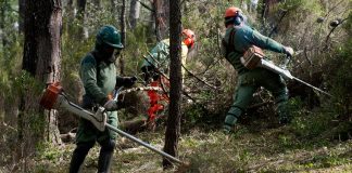 Alargado o prazo para limpeza de terrenos