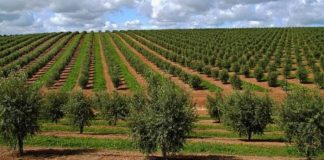 Olivum diz que olival moderno captura CO2 e produz mais com menos