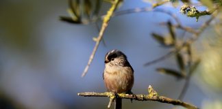 Exposição fotográfica mostra as aves do Sado