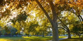 Setúbal candidata 17 árvores a património de Interesse Público