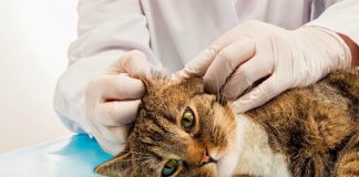 Seixal tem nova técnica de controlo de colónias de gatos