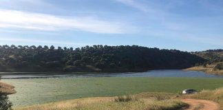 Praga de jacintos e lentilhas na Barragem do Vale do Gaio