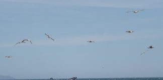 Adrepes lança candidaturas à diversificação da economia costeira na península de Setúbal