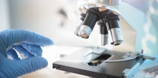 Investigadores da Universidade de Évora descobrem “segredos” do porco alentejano