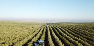 Movimento Chão Nosso nasce no Alentejo contra agricultura intensiva