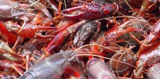 Pescadores do Alentejo exigem levantamento da proibição da pesca do lagostim