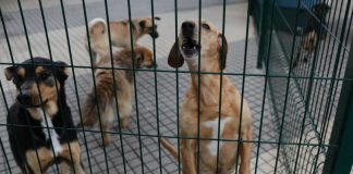 Canil e Gatil Municipal de Portalegre reabre portas a 20 julho