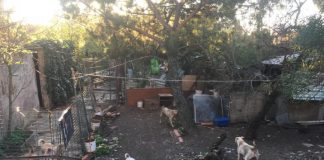 Moradores alertam para canil ilegal com condições miseráveis em Santo António da Caparica