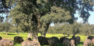 ACOS apresenta propostas para a Recuperação Económica de Portugal 2020-2030