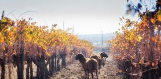 Vinhos do Alentejo com selo inédito em Portugal de produção sustentável
