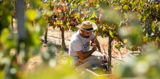 Adega Mayor convida a “abrir os sentidos” nas vindimas