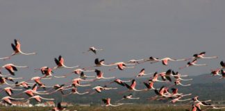 Setúbal promove safaris fotográficos na Herdade das Mouriscas e estuário do Sado