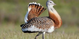 Diminuiu no Alentejo o habitat para aves ameaçadas de extinção