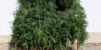 GNR de Setúbal detém homem por cultivo de cannabis em Sesimbra